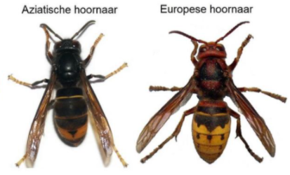Aziatische hoornaar 4